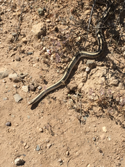 Salvadora hexalepis hexalepis