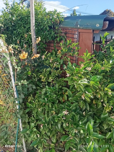 Foto de Dalia