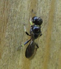 Crossocerus