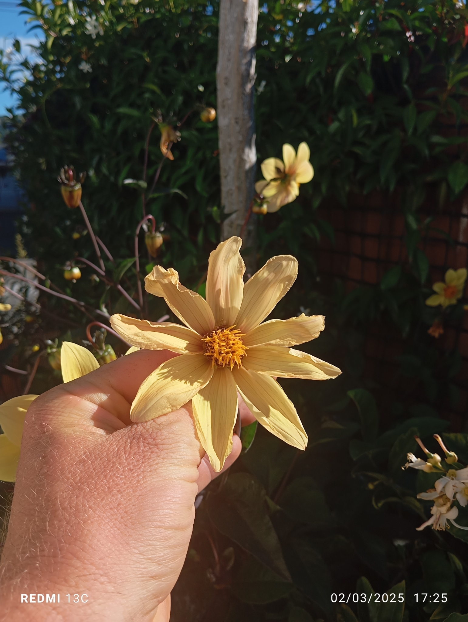 Imagem de Dalia