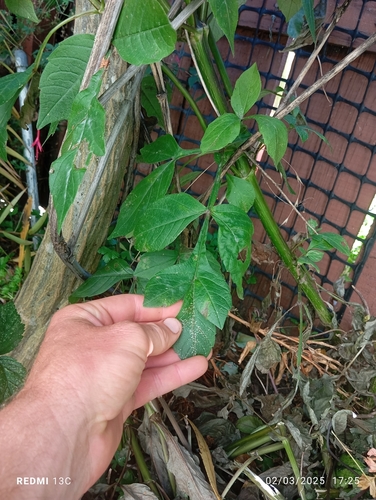 Foto de Dalia