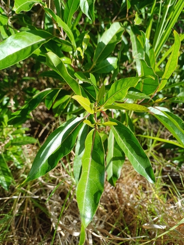 Image of Nuxia floribunda by no rights reserved