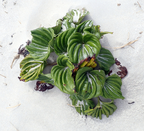 Myosotidium hortensia
