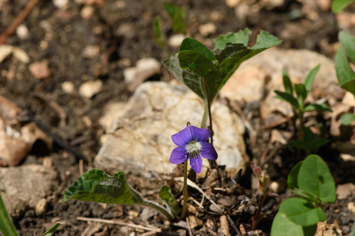 Viola sororia iNat (2)