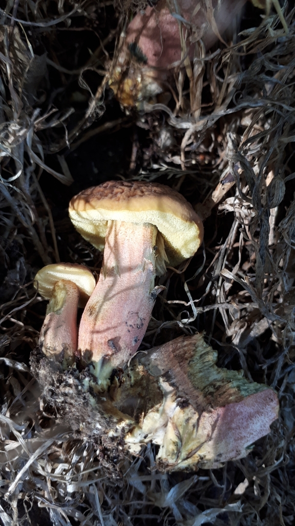 Hortiboletus bubalinus · March 2025 · photo: © dannali (iNaturalist, cc0)