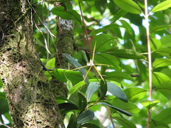 Epidendrum nocturnum