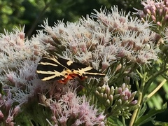 Euplagia quadripunctaria