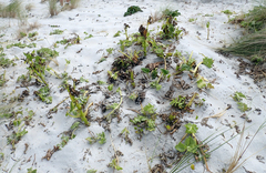 Myosotidium hortensia, photograph Peter de Lange, CC0, iNaturalist via GBIF