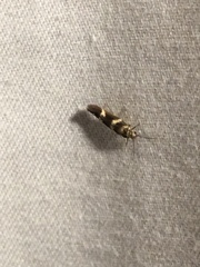 Scythris trivinctella