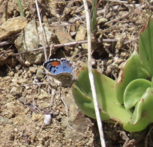 Sonoran Blue photo 5