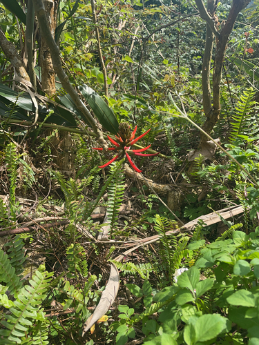 Foto de Mulungu