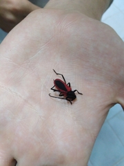 Purpuricenus kaehleri