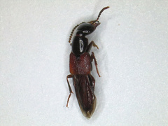 Hesperus baltimorensis