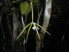 Epidendrum nocturnum