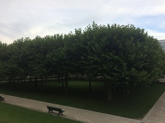 Platanus × hispanica