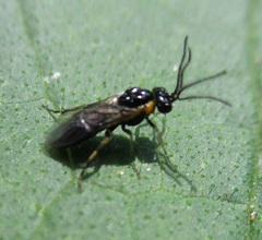 Schizocerella pilicornis