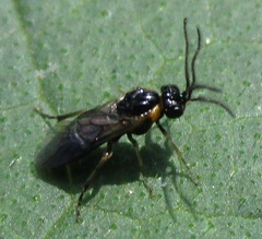 Schizocerella pilicornis