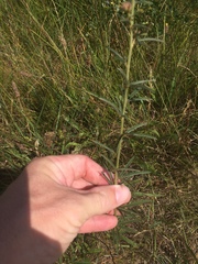 Lespedeza angustifolia