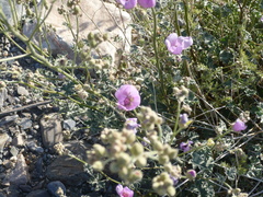 Sphaeralcea ambigua rosacea