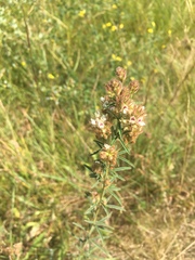 Lespedeza angustifolia