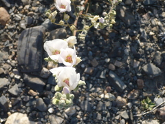 Sphaeralcea ambigua rosacea