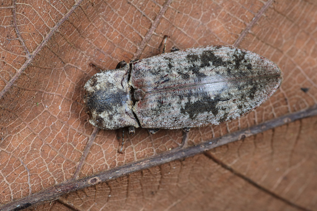 Agrypnus leprosus