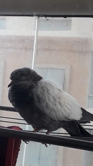 Columba livia domestica