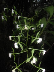 Epidendrum paniculatum