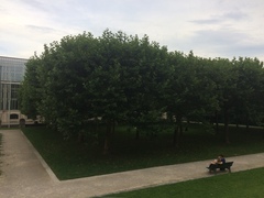 Platanus × hispanica