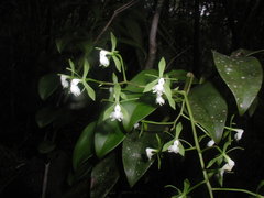 Epidendrum paniculatum