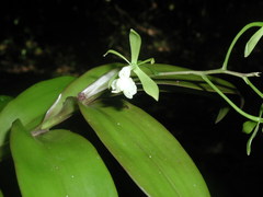 Epidendrum paniculatum