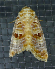 Diastema tigris