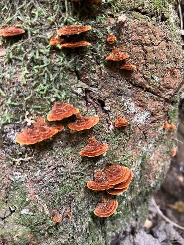 Cyclomyces setiporus observed 2025-03-02
