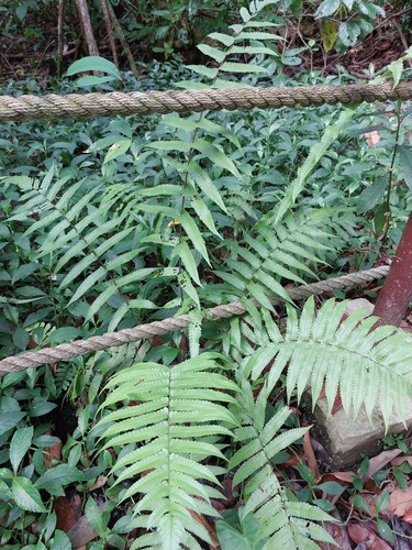 Christella subpubescens observed 2023-05-24