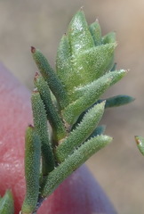 Pteronia elongata