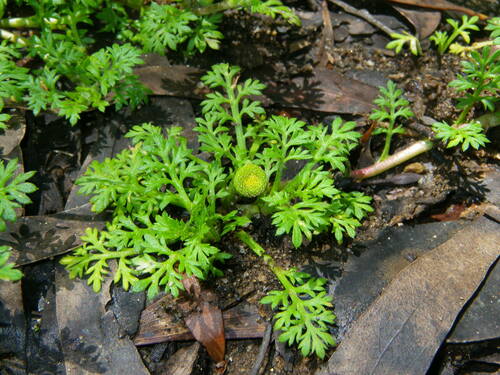 Image of Leptinella filicula by (c) Lachlan Copeland, some rights reserved (CC BY-SA)