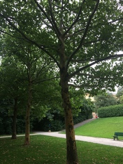 Platanus × hispanica