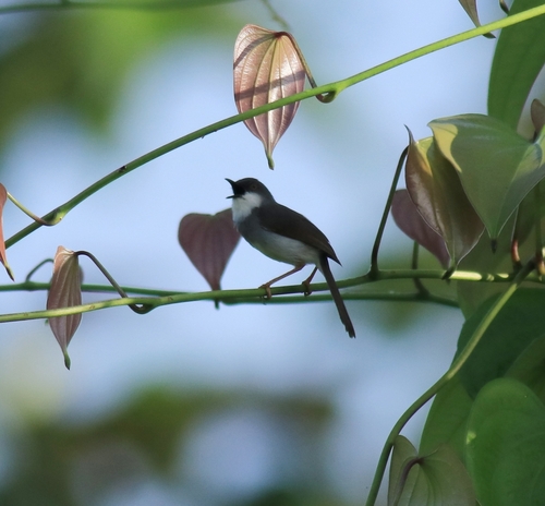 Grey-breasted Prinia (Prinia hodgsonii), photo 8