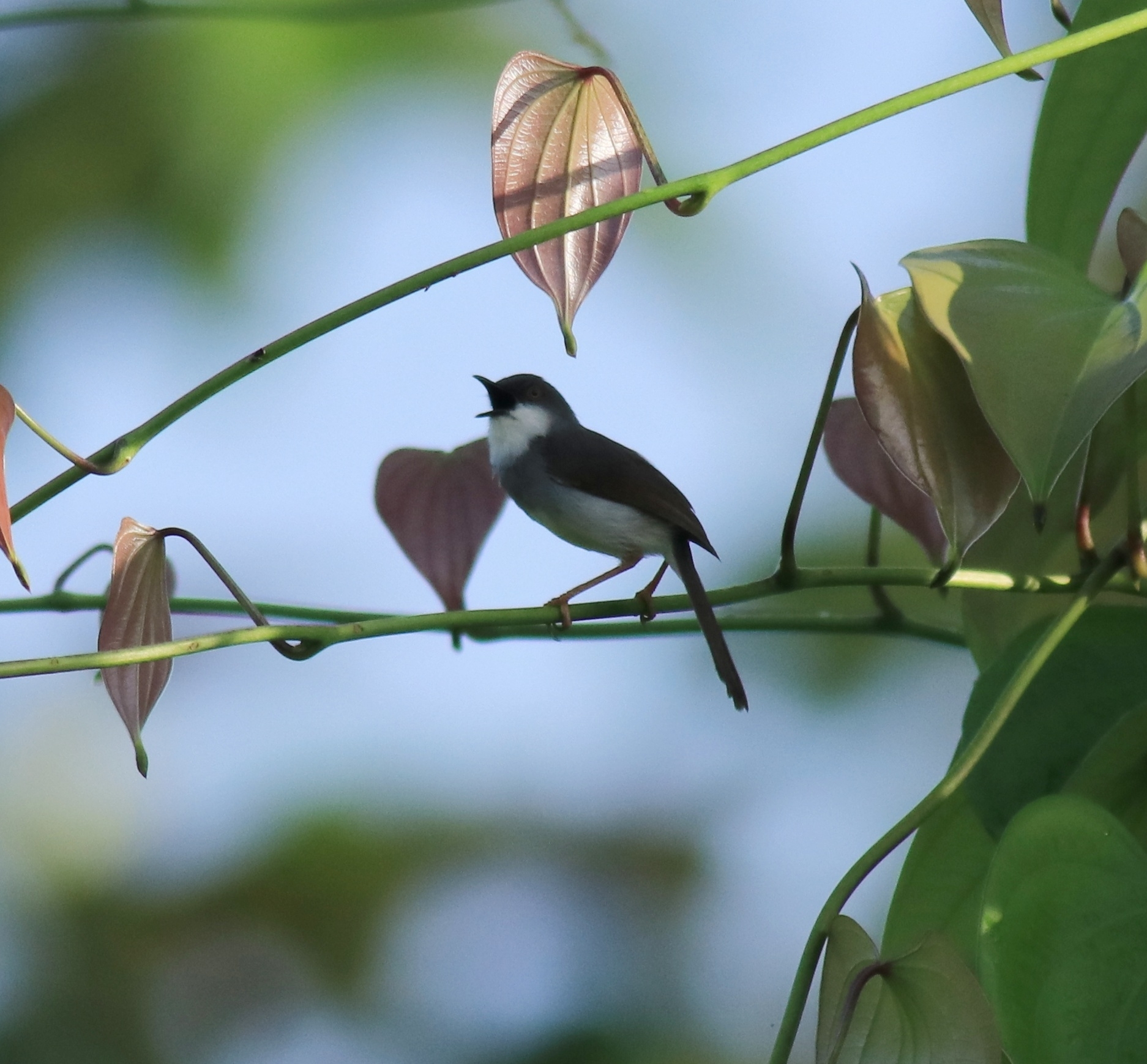 Grey-breasted Prinia illustration