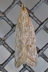 Helcystogramma chambersella