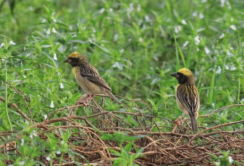 Baya Weaver (Ploceus philippinus), photo 10