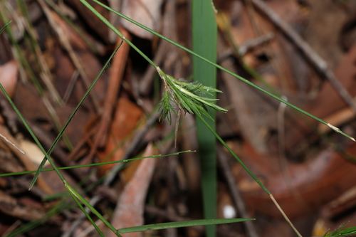 Image of Entolasia stricta by (c) Greg Tasney, some rights reserved (CC BY-SA)
