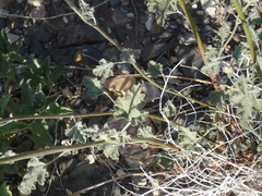 Sphaeralcea ambigua rosacea