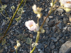 Sphaeralcea ambigua rosacea