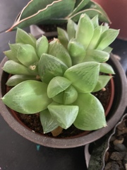 Haworthia