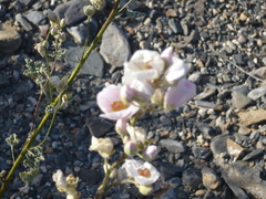 Sphaeralcea ambigua rosacea