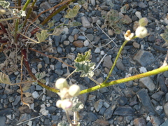 Sphaeralcea ambigua rosacea