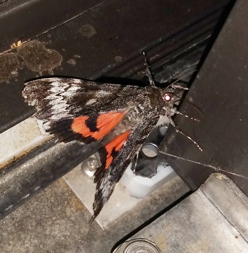 Grote's Underwing Moth photo 4