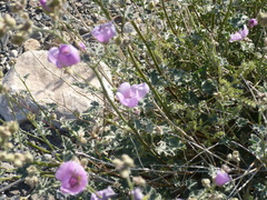 Sphaeralcea ambigua rosacea
