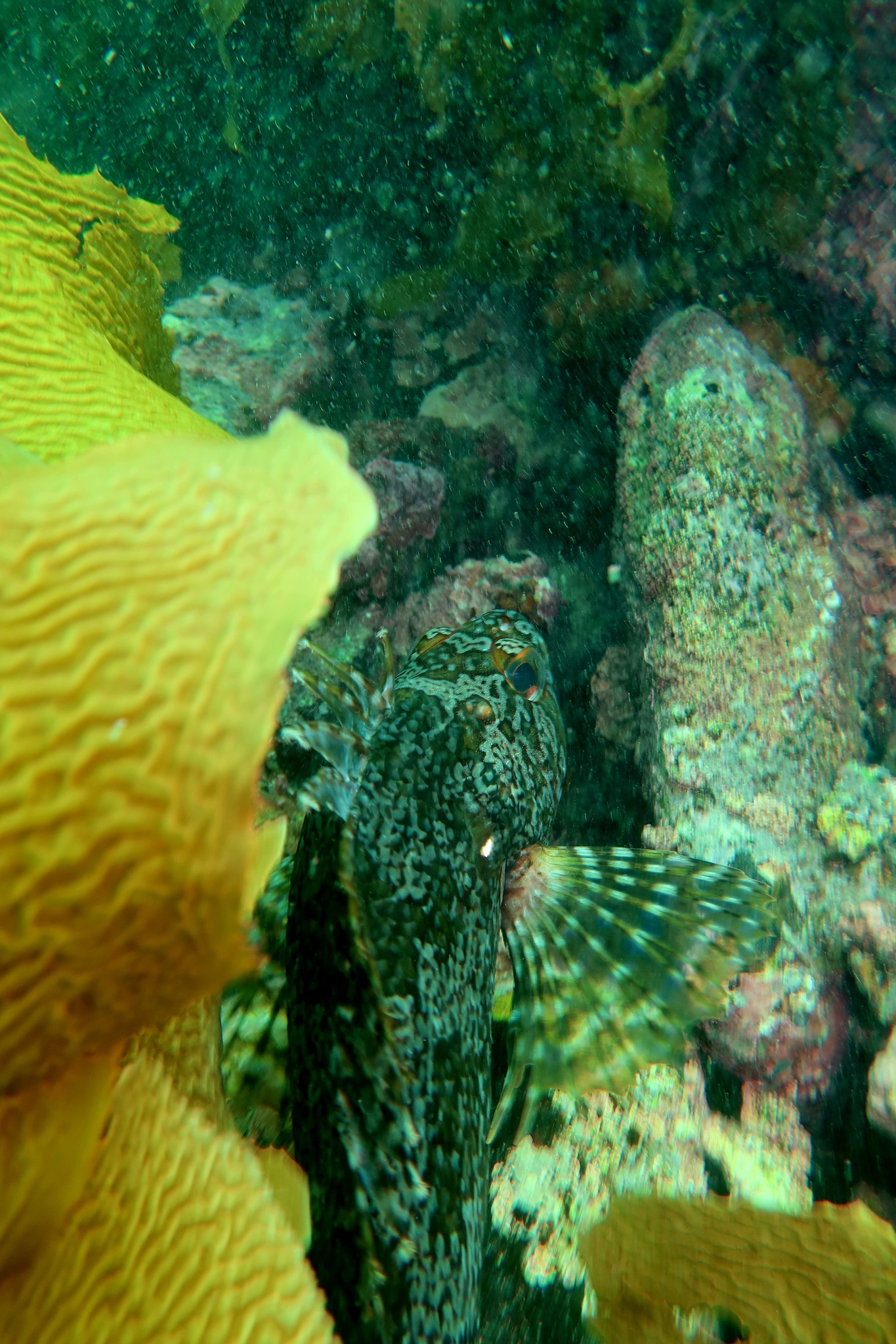 Silver Spot photo 6